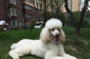 迷你贵宾犬和巨型贵宾犬（挑选合适的贵宾犬伴侣）