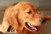 如何建立狗狗心中的领导地位（让你的宠物狗成为你的忠实追随者）