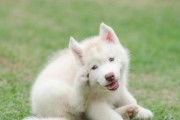 刚断奶的小可蒙犬的护理指南（如何照顾刚离开母乳的小狗宝宝）