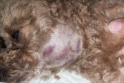 如何训练你的以冠毛犬握手？（以宠物为主的训练技巧，让你的犬犬与你更亲密）