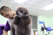 从零开始，轻松学好宠物美容（以宠物为主，掌握技巧与注意事项）