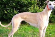中国“6大猎犬”（保护中国猎犬品种，呼唤关注与行动）