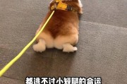 柯基犬的失格之谜（探索柯基犬失格的原因和影响）