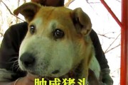 狗为什么会长蛆虫？（揭开狗体内寄生虫的奥秘）