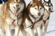 如何训练你的阿拉斯加雪橇犬（以宠物为主，打造忠诚的伙伴）