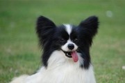 蝴蝶犬长牙时间及护理方法（以宠物为主，了解蝴蝶犬的生长过程）