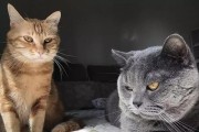 宠物猫咪的压力问题（了解宠物猫咪压力，让它们更健康）