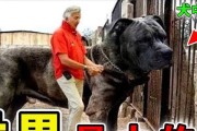 揭秘狗界的四号宠儿（探究为何这一品种能跻身前四？）