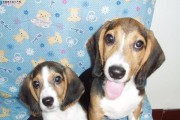 比格犬成长日记（掌握比格犬成长要点、助力宠物健康成长）