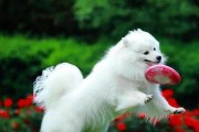 优秀性格的宠物狗狗的表现（以性格好的狗狗会有哪些表现？）