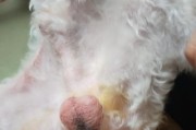 解密狗阴囊的奇妙之处（探索狗阴囊的位置、功能与重要性）