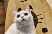 小猫成年需要多长时间？（探寻小猫成长的奥秘）
