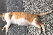 准备迎接新生命的关键步骤（猫咪生之前的必备准备及预兆）