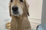 幼犬腿折症状及治疗方法（幼犬腿折的症状、原因、诊断和治疗方法详解）