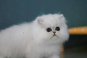如何正确喂养金吉拉猫幼猫？（金吉拉猫幼猫的饮食需求和喂养技巧）