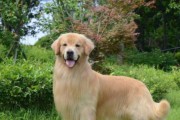 金毛犬训练指南（为你的金毛犬选择最佳训练器材，提高训练效果）