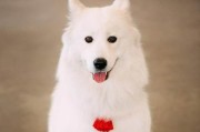 如何用四种训练方法训练萨摩耶犬（宠物教育的新方法——以训练萨摩耶犬为例）