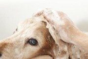 小心过勤洗澡带给宠物的伤害（以狗狗为例，探讨洗澡的正确频率和注意事项）