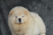 如何训练松狮犬进笼？（通过正确的方法和训练让宠物更乖巧）