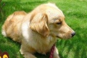 如何观察判断金毛犬的健康状况（学会15种疾病症状，早发现早治疗）