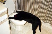 狗狗便秘的常见原因（探究宠物便秘的真相及解决方法）