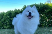 狗狗的生育周期（探索狗狗下狗的周期与健康繁衍之间的关系）