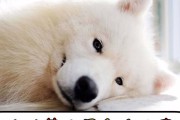 狗狗呕吐的原因及正确分辨方法（呕吐是狗狗健康问题的信号）