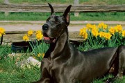 训练大丹犬注意事项（培养优秀宠物犬的必备知识）
