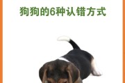 狗的分类方法之被毛特征（了解狗的不同被毛特征，选择最适合你的宠物伙伴）