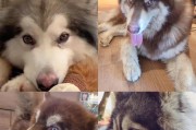 如何给阿拉斯加犬修剪出迷人造型？（探索多样化的阿拉斯加犬美容方式，让你的狗狗更吸睛）