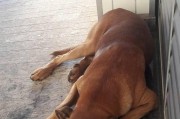 让你的爱犬遵循你的指令，等候进出门的训练法（打造一个乖巧听话的爱犬，让你的生活更加美好）