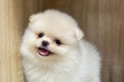 了解1个月博美犬的成长之旅（从无辜婴儿到活泼小狗，一月间的博美犬成长变迁）