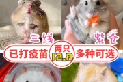 仓鼠价格多少钱？（市场上仓鼠的价格及其影响因素）