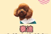泰迪不吃狗粮的原因及解决方法（探究泰迪长期不吃狗粮的四个方面原因，以及如何解决）