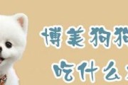 博美犬为什么会便秘？（探究博美犬便秘的原因及解决方法）