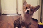 如何解决柯基犬毛发太毛躁的问题（以宠物为主，让你的柯基犬拥有顺滑的美丽毛发）