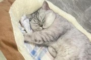 猫咪脱毛的原因探究（宠物主人必须知道的猫咪脱毛原因分析）