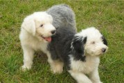 如何让古牧幼犬快速适应新环境（宠物养成必修课，让你的古牧幼犬快速适应新环境）