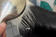 如何在家给你的边牧狗狗洗澡？（宠物护理技巧，让狗狗健康幸福）