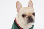 如何为你的宠物法国斗牛犬选择适合的冬季服装？