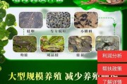 洛氏角吊的饲养方法（科学饲养让洛氏角吊更健康）