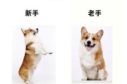 小柯基的消化速度与拉肚子时间（探索小柯基的消化过程及拉肚子时间的相关因素）