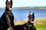 德国杜宾犬的饲养之道（以宠物为主的完美饲养方法）
