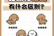 泰迪犬一生的四个阶段（从幼崽到老年，看泰迪犬的成长轨迹）