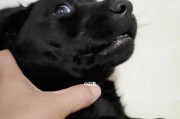 《黑色拉布拉多的厨房奇遇》（宠物狗如何发掘美食？）