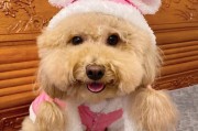 怎样给贵宾犬梳毛（教你正确的梳毛方法）