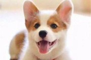 小柯基犬的喂养注意事项（宠物主人必读的小柯基犬喂养指南）