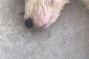 狗狗生宝宝后发烧的原因及应对方法（狗狗产后发烧可能的原因和如何有效应对）