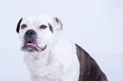 英国斗牛犬药物应用全指南（宠物保健必读，药物使用正确方式、注意事项、副作用等详解）