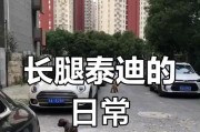 泰迪的步行耐力有多强？（探究泰迪的双腿行走能力及其影响因素）